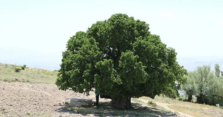 Nevşehir’de bin yıllık anıt ağaç hala meyve veriyor