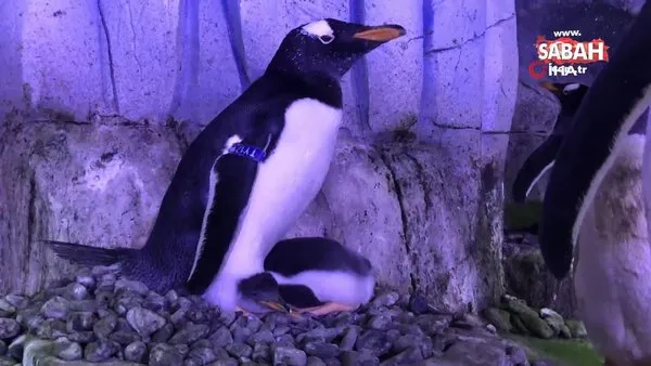 Akvaryum'da 2. bebek penguen de dünyaya gözlerini açtı | Video