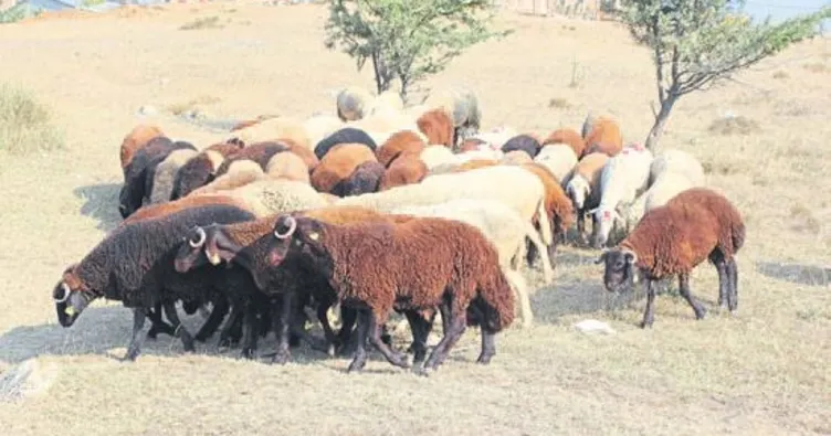 Kurbanlık fiyatları bu yıl cep yakacak