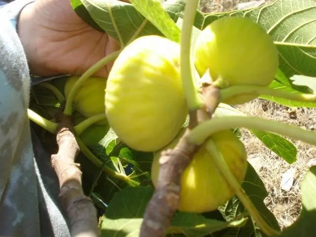 Beyaz incirin faydaları!