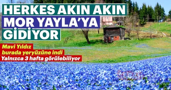 'Mor yayla'ya ziyaretçi akını