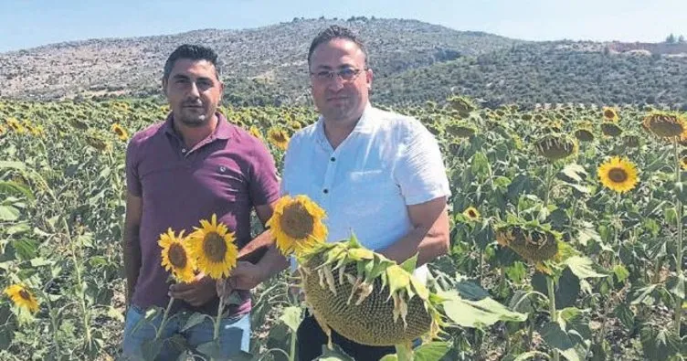 40 bin dekar alanda ayçiçek üretimi yapılıyor