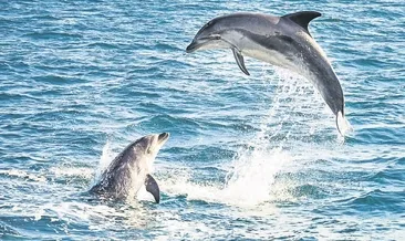 Ortak dilleri tespit edildi