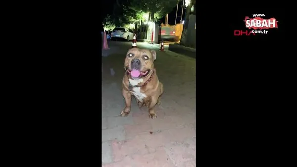 Kulübede bağlı olan köpeği çaldılar | Video