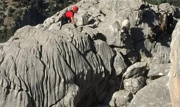 Kayalıklarda mahsur kalan hayvanları Jandarma timleri kurtardı