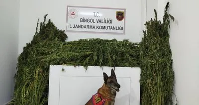 Bingöl’de 91 kilo 250 gram esrar ele geçirildi #bingol