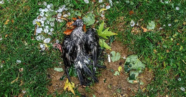 Kadıköy’de dolunun vurduğu kuşlar öldü