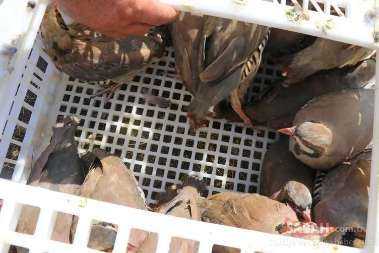 Ağrı Dağı Milli Parkı’na bin keklik salıverildi