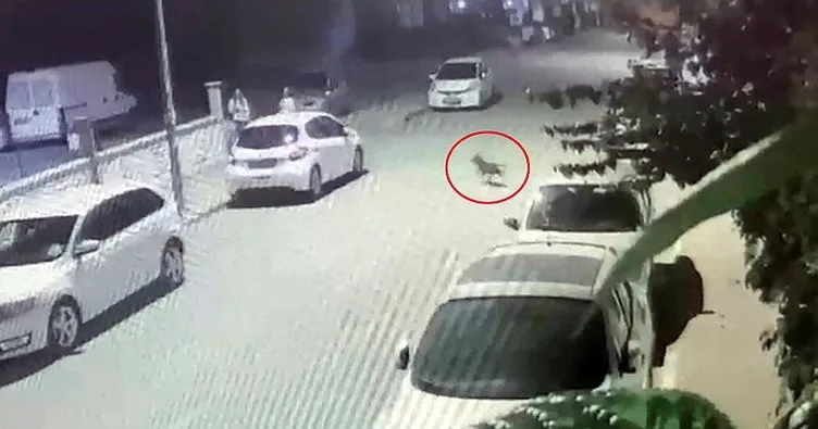 Antalya’da pitbull dehşeti! Düşüp el bileğini kırdı...