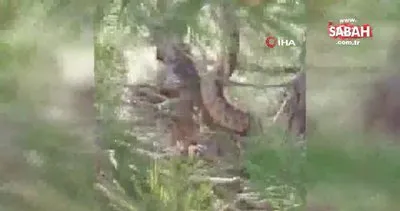 Tunceli’de sarı yılan çam ağacında böyle görüntülendi | Video