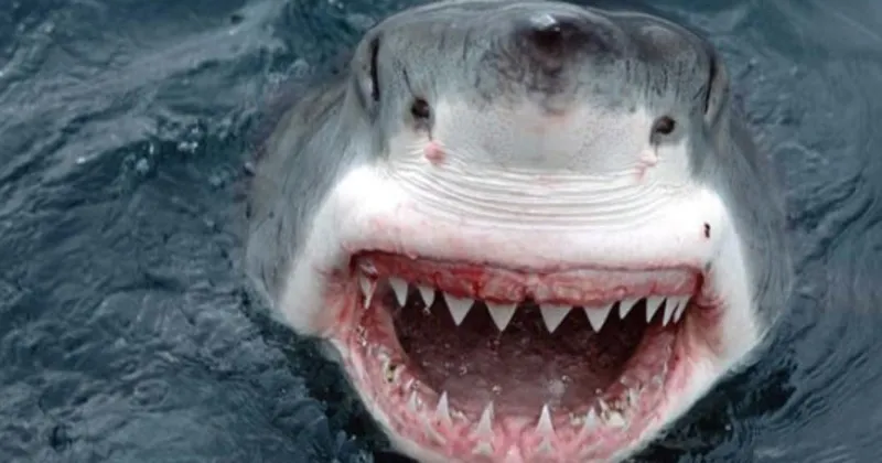 köpek balığı nedir