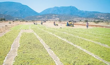 Koronaya inat üretime devam
