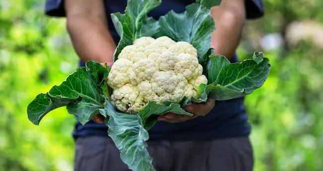 karnabahar hangi hastaliga iyi gelir ne icin kullanilir mucize sebze karnabaharin faydalari saglik haberleri