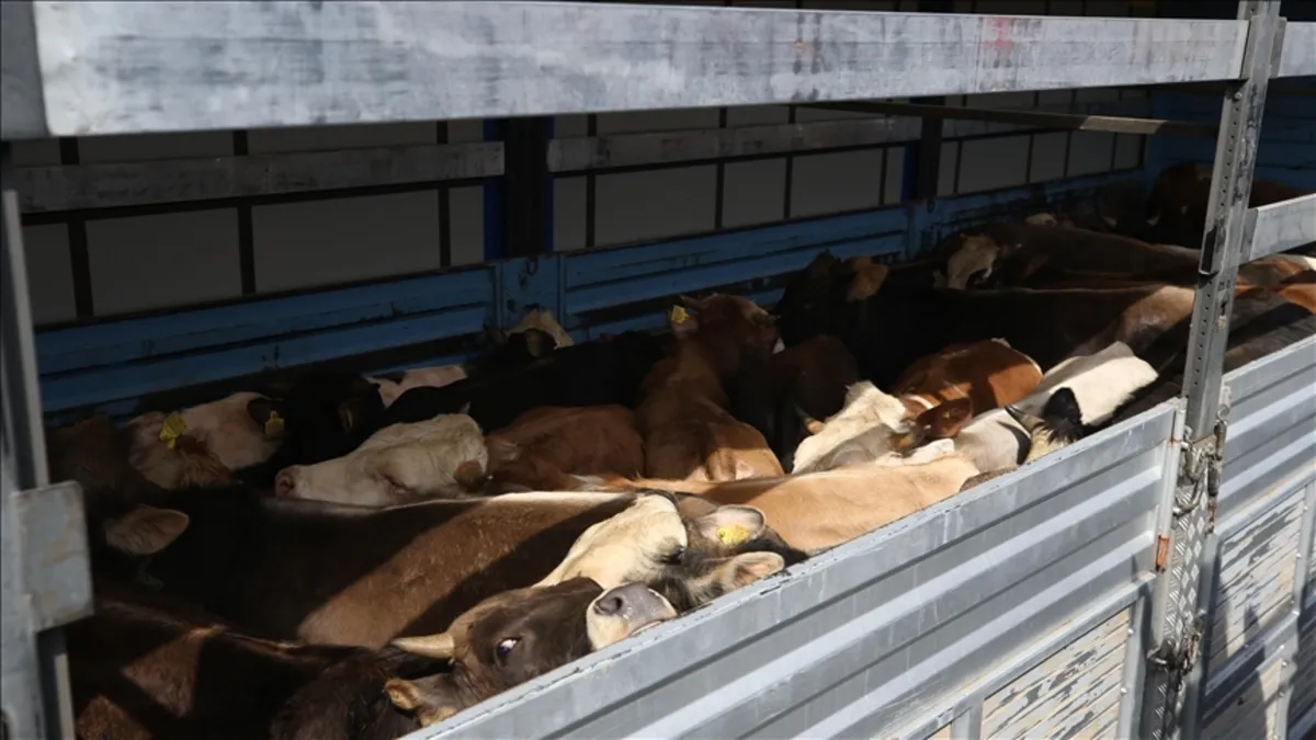 İzinsiz hayvan sevkiyatına 1,2 milyon TL ceza İzinsiz hayvan sevkiyatına 1,2 milyon TL ceza