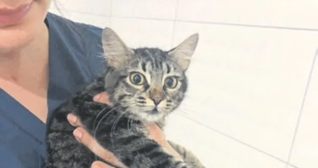 Can dostlar için güç birliği