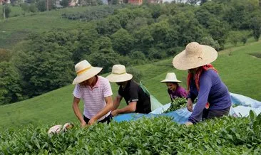 Çay üreticilerine budama desteği verildi