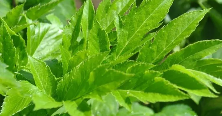 Uzun ömrün sırrı Samuray bitkisinde