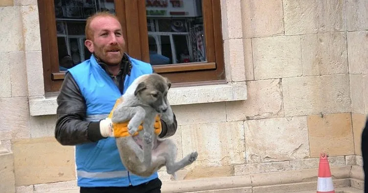 Bayburt’ta sokak hayvanları tedavi için toplanıyor