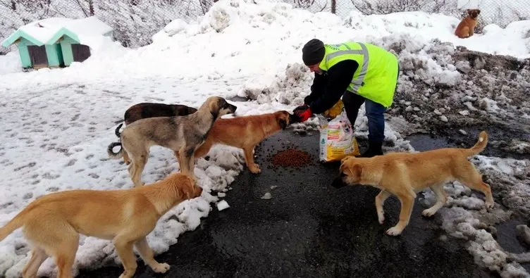 Kar yağınca hayvanseverler sokak hayvanlarına koştu