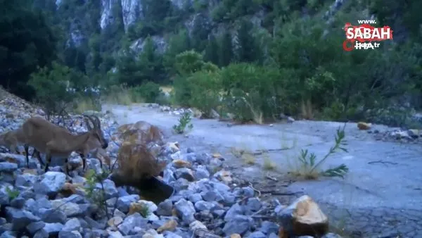 Antalya’da yaban keçi ailesi su içerken fotokapanla görüntülendi | Video