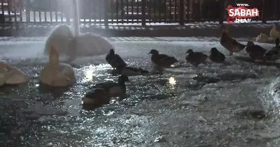 Başkent’in simgelerinden Kuğulu Park buz tuttu | Video