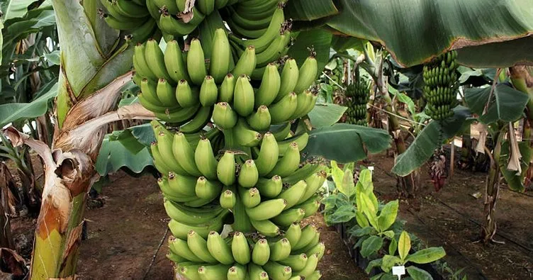 Türkiye´nin muz üretimi Ar-Ge ile katlanarak artıyor