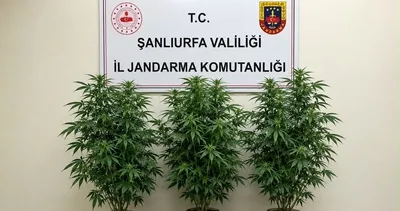 Şanlıurfa’da JASAT‘tan kenevir operasyonu!
