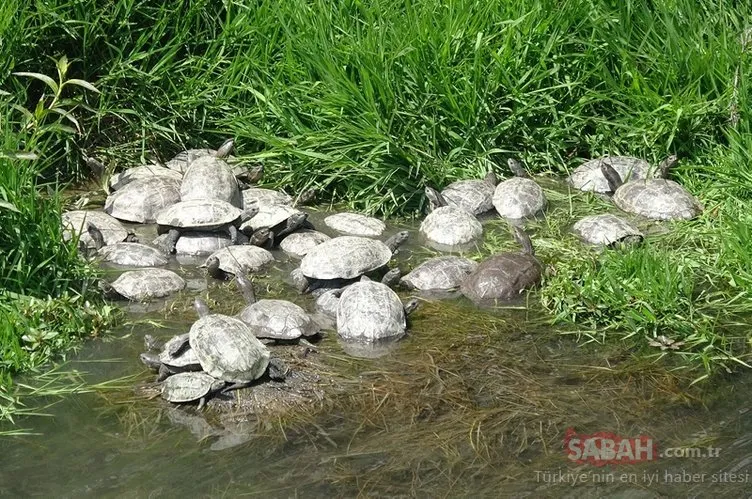 Su kaplumbağaları güneşe çıktı