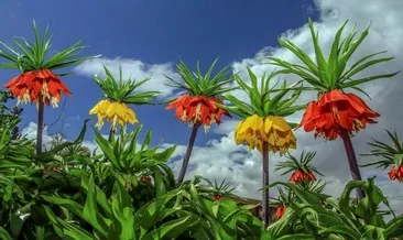 ‘Ağlayan gelinler’ görsel şölen oluşturuyor