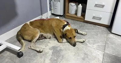 Sokak köpeğinin memesinde oluşan tümör ameliyatla alındı