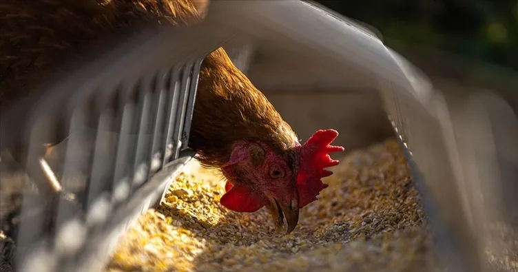 Tavuk eti üretimi ağustosta arttı