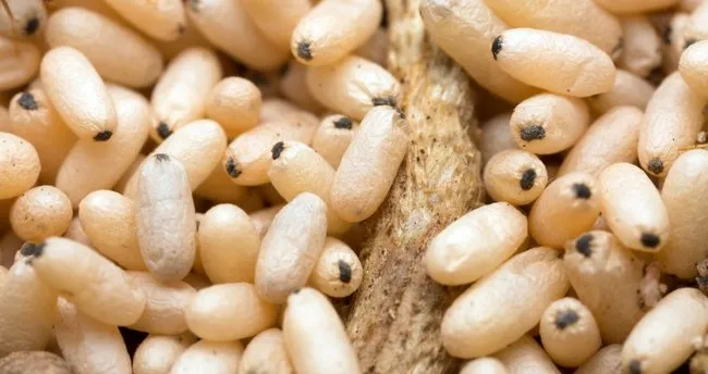 Cocuduna Balyk Yady Kullananlar Kadynlar Kulubu