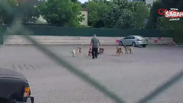 Sokak ortasında 10 köpeğin saldırısına uğradı: O anlar kamerada
