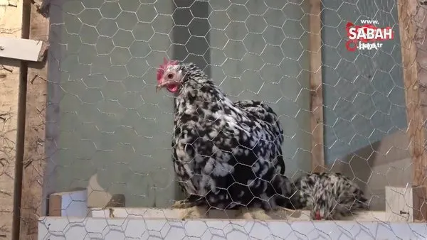 Çok sevdiği tavukları için müstakil ev kiraladı | Video