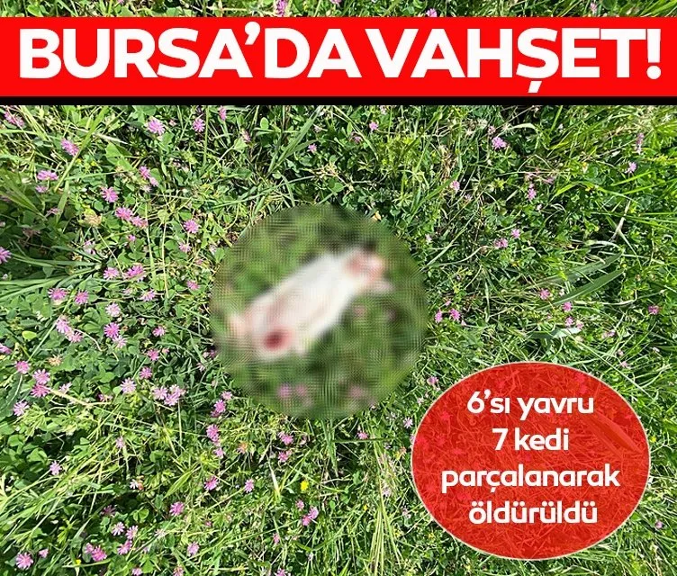 Bursa’da vahşet! 6’sı yavru 7 kedi parçalanarak öldürüldü