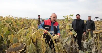 Ağrı’da ayçiçeği hasadı başladı: 34 bin dekar alanda 10 bin ton verim bekleniyor #agri