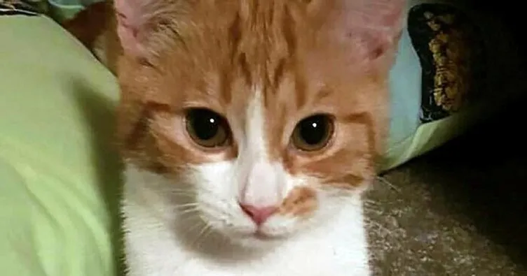 First Kedi trafik kazasında öldü
