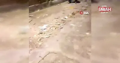 Yunanistan’da kıyıya vuran sardalyaları elleriyle topladılar | Video
