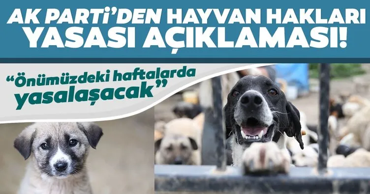 Son dakika: AK Parti’den ’Hayvan Hakları Yasası’ açıklaması: Önümüzdeki haftalarda yasalaştıracağız