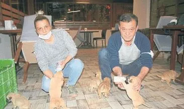 Ölüme terk edilen yavru köpekleri kurtardı