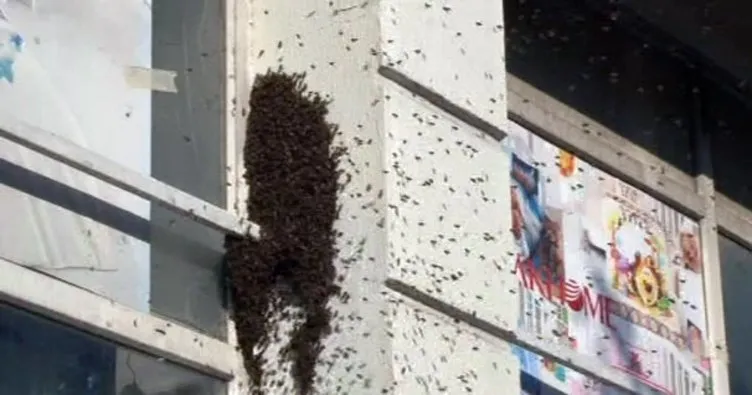 İstanbul Bağcılar’da arı istilası!