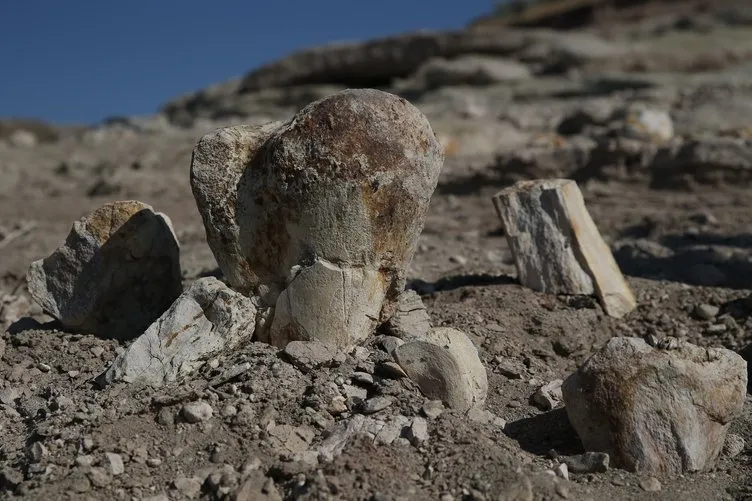 Kayseri’de fil ve mamut fosili bulundu