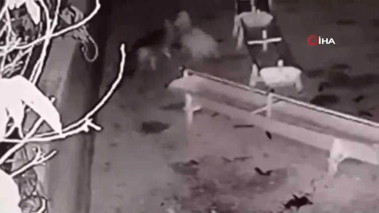 Ağıla giren kurt, 2 koyunu telef etti