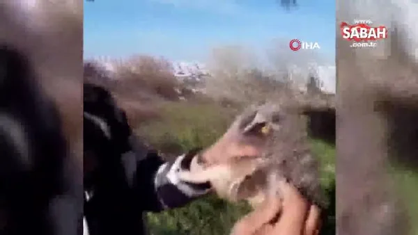 Yaralı yavru baykuşu kurtardı, etle besledi | Video