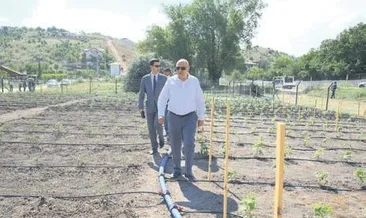 Başkan Altınok turfanda topladı
