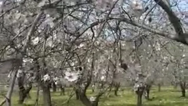 Datça'da bademler çiçek açtı | Video