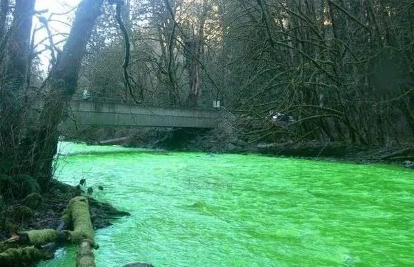 Kanada’da nehir birden yeşile döndü!