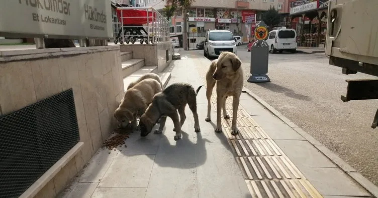 Büyükşehir Belediyesi’nden Sokak hayvanlarına ‘mama’