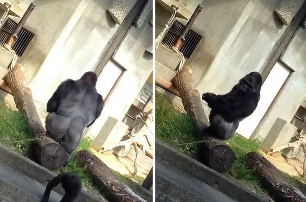 Yakışıklı goril kadınları hayran bıraktı!