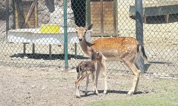 Doğal Yaşam Parkı’nın yeni misafirleri